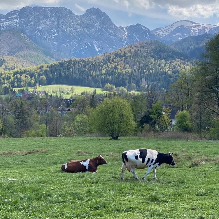Apartament Poleczka Zakopane Koscielisko Exteriör bild
